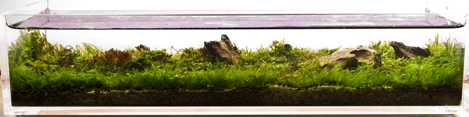 Mini Iwagumi Small 2