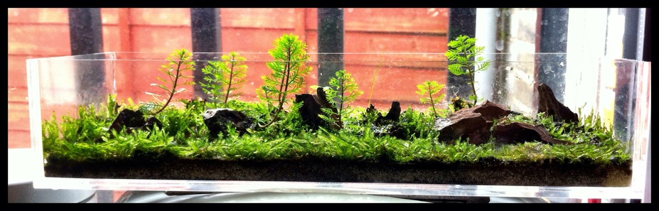Forestry Small 2