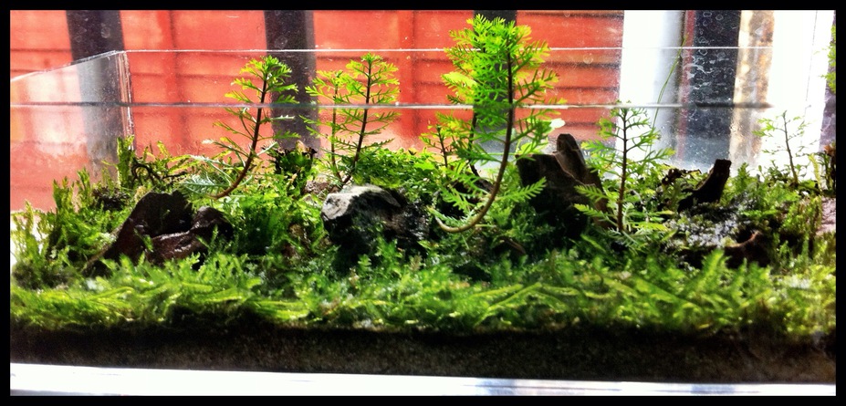 Forestry Small 3