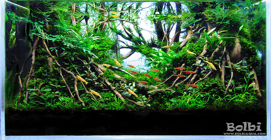 Dance of the Fireflies Small 