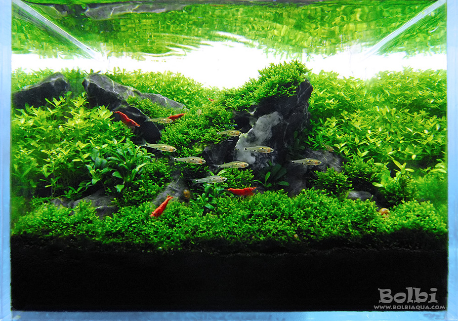 Rock Garden Small 