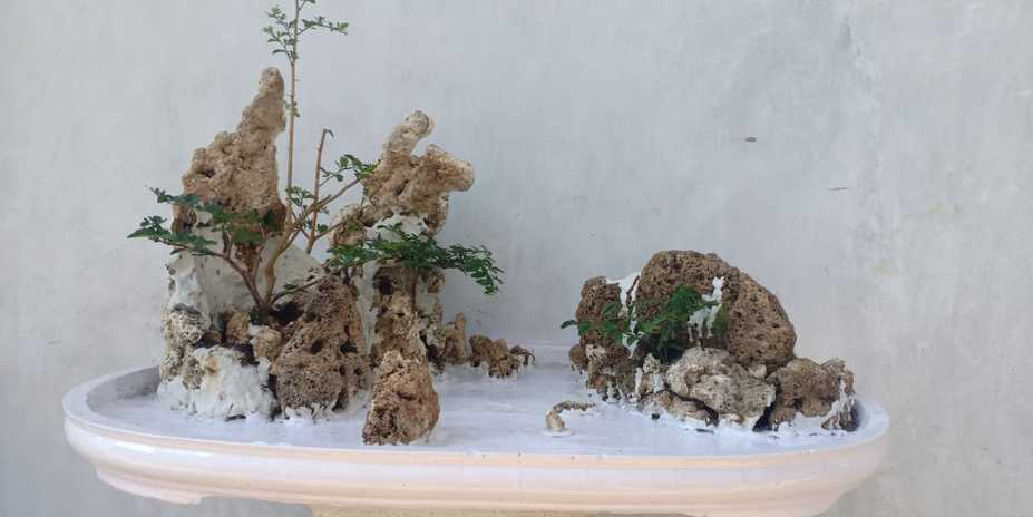 Penjing bengkulu Small 