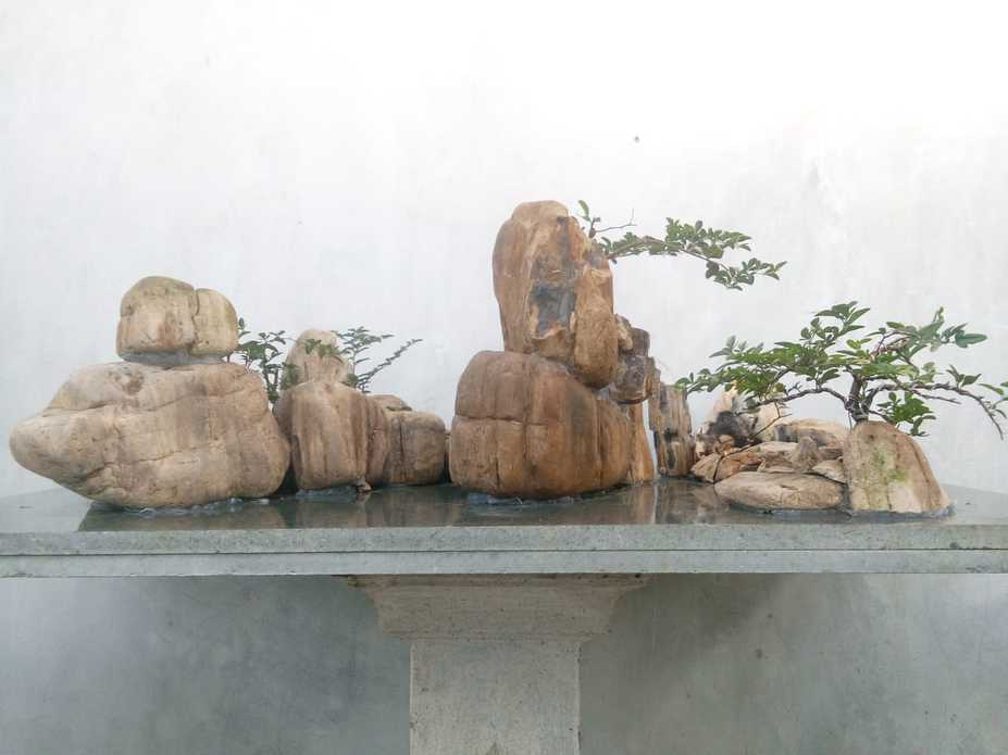 Penjing bengkulu Small 