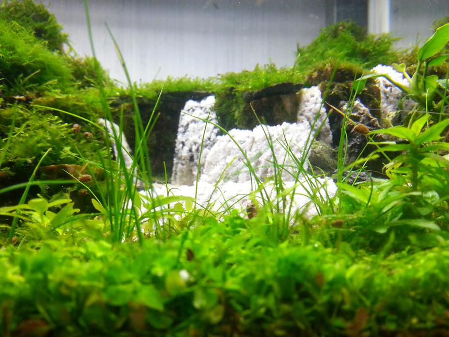 Ban gioc rapid Small 2