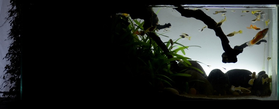 My first paludarium Small 2