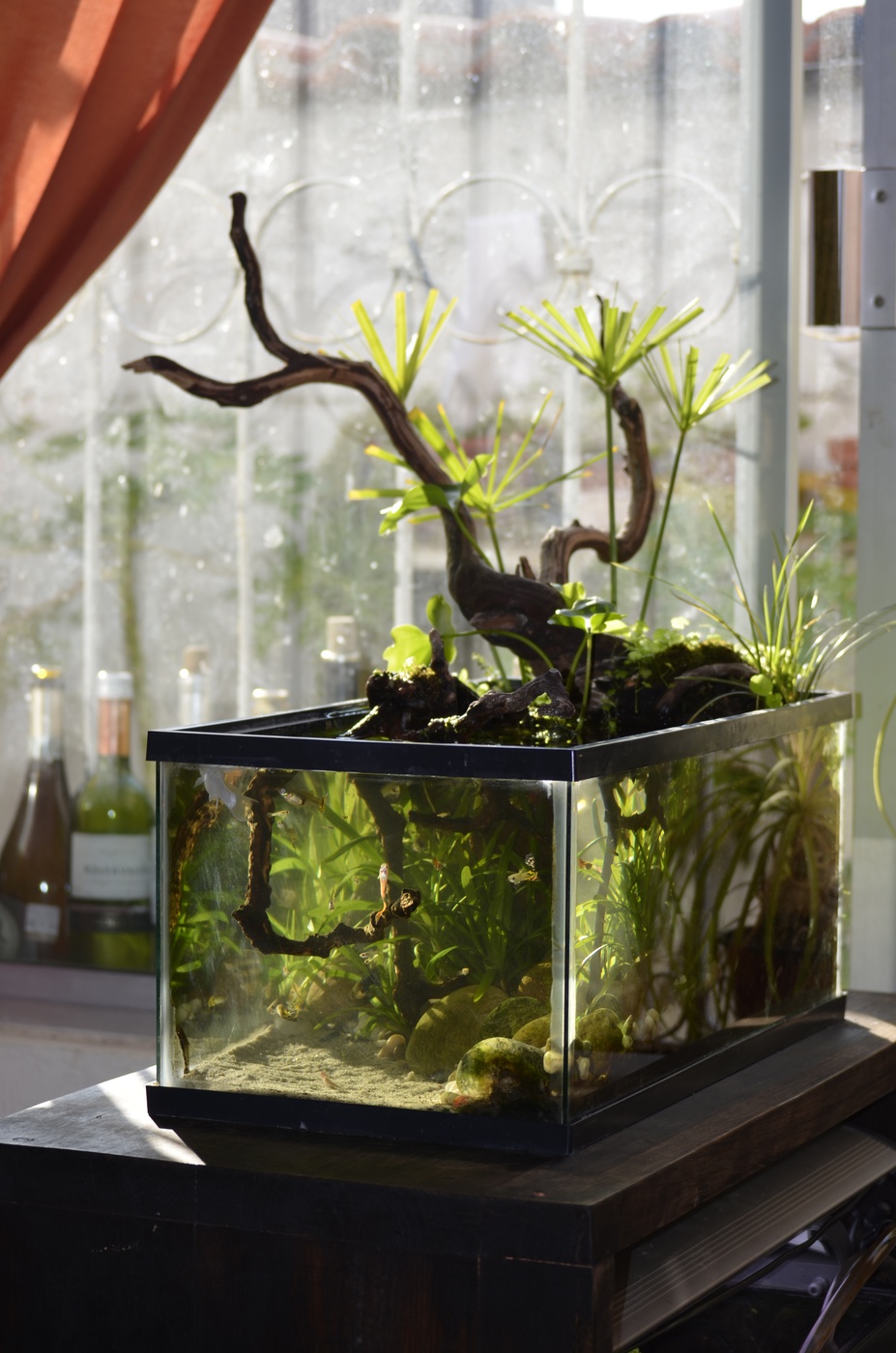 My first paludarium Small 3