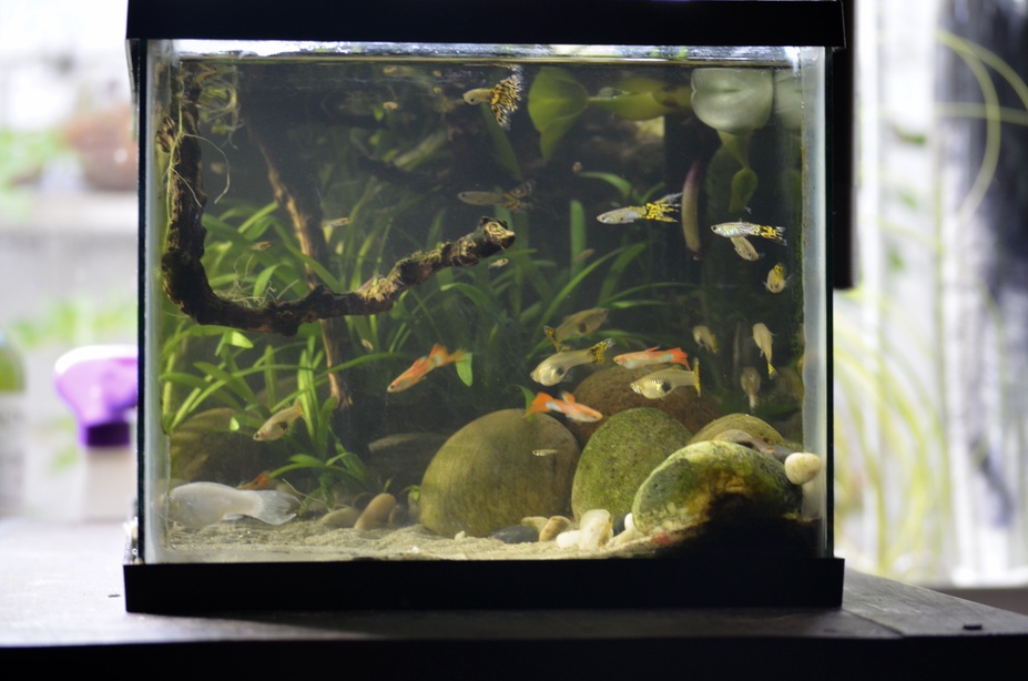 My first paludarium Small 4