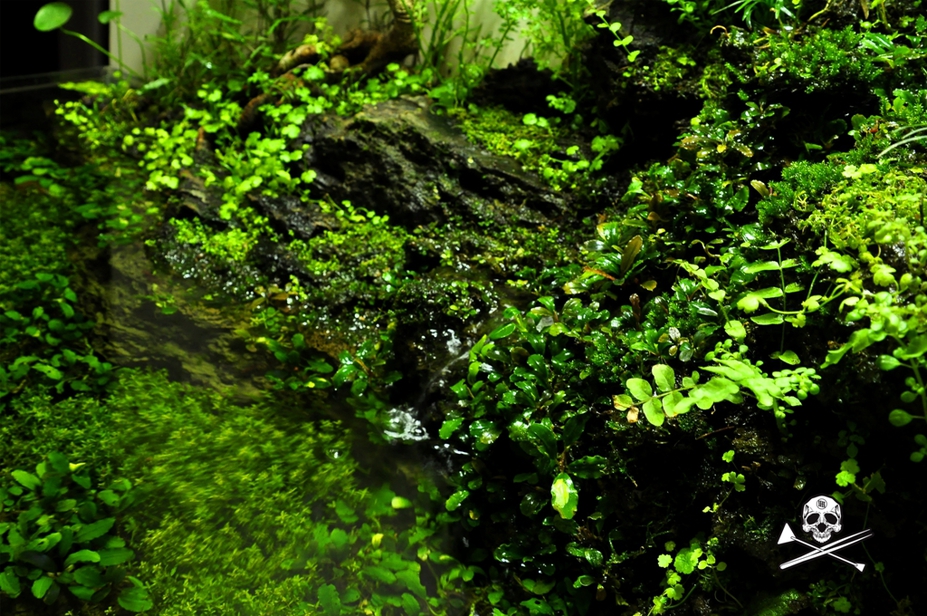 Oges ngerog Small 4