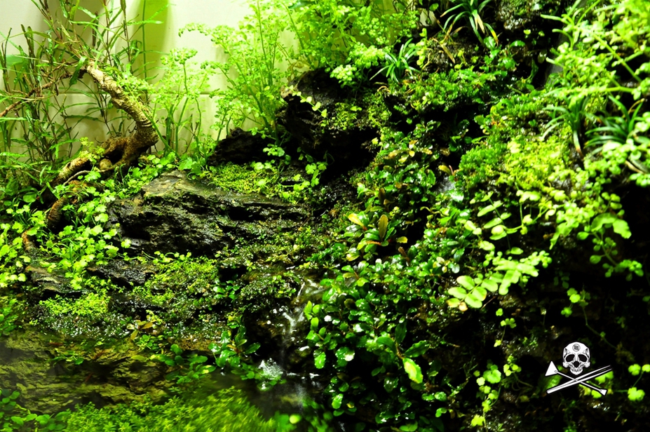Oges ngerog Small 7