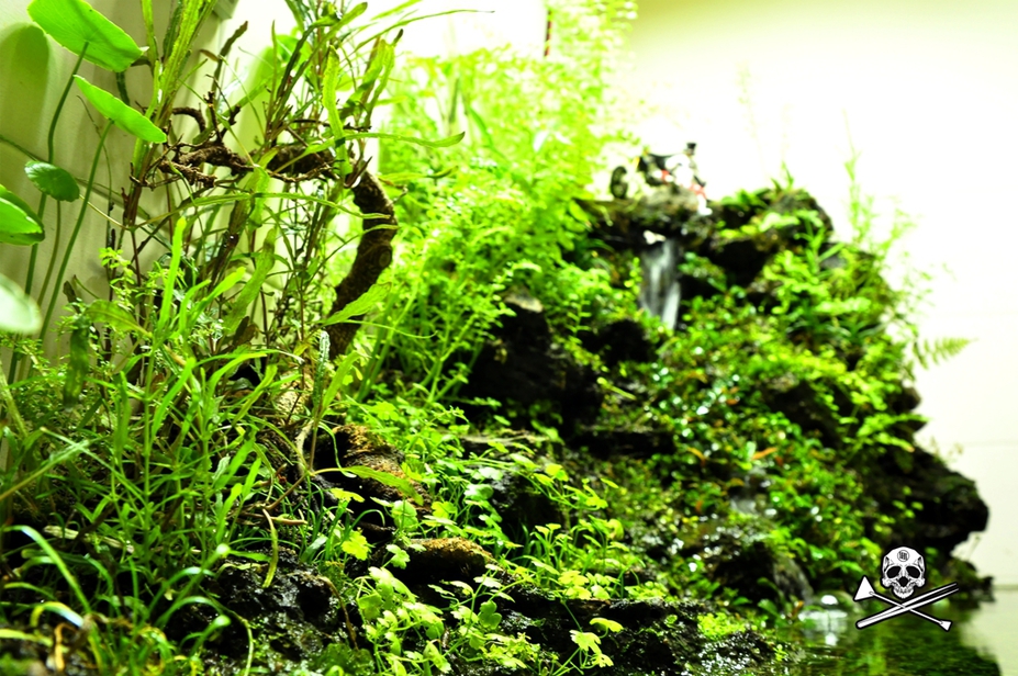 Oges ngerog Small 8