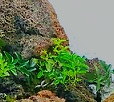 Penjing bengkulu