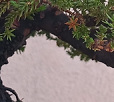 43 year old juniper pine