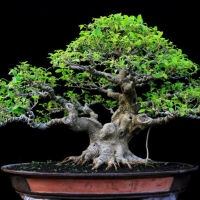 Bonsai